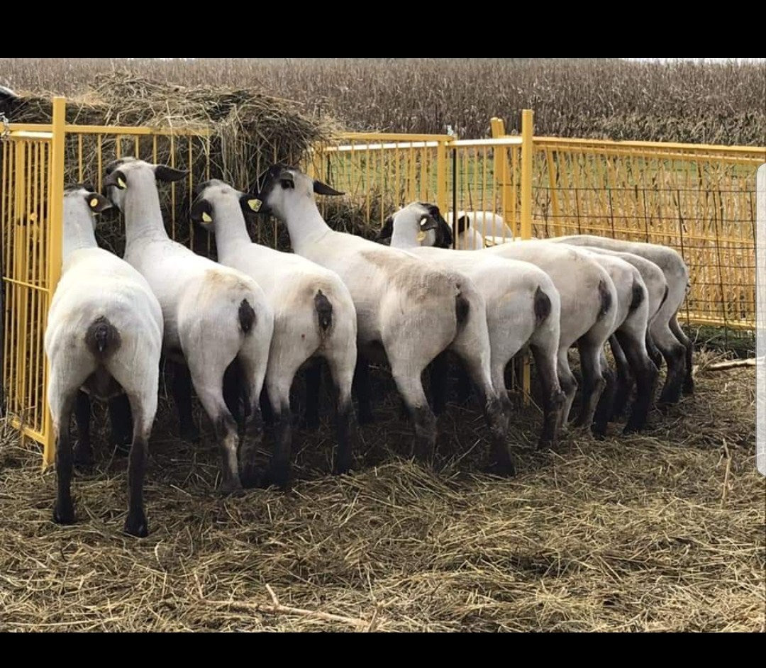 Round Bale Feeder
